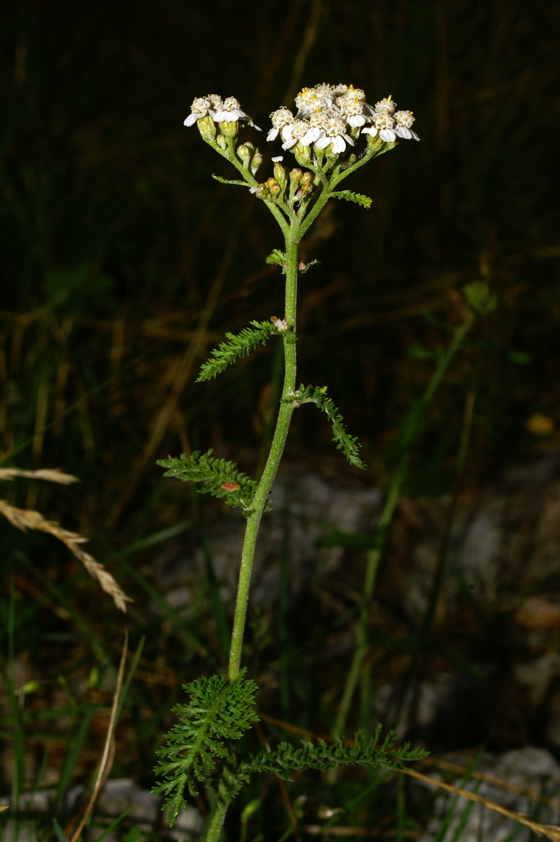 Weiße Blütendolde der Schafgarbe