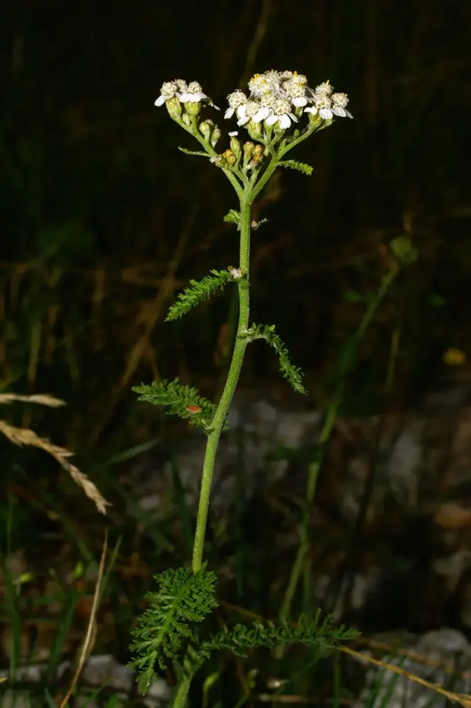 Weiße Blütendolde der Schafgarbe