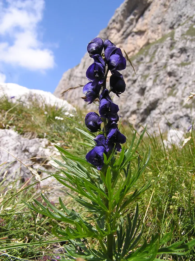 Foto von Blauer Eisenhut