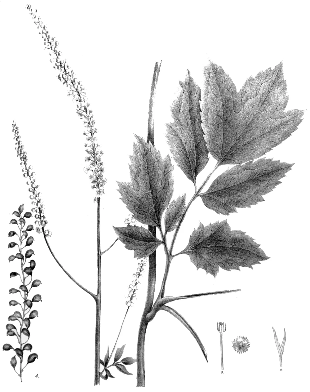 Historische botanische Tafel der Traubensilberkerze (Cimicifuga/Actaea racemosa) mit Wurzelstock, gefiederten Blättern und langer weißer Blütentraube, aus John Torreys Flora des Staates New York (1843)