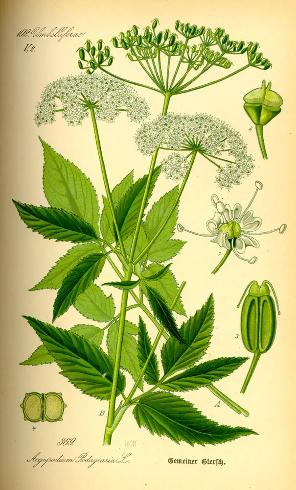 Botanische Tafel von Aegopodium podagraria (Giersch) mit Blättern, Doldenblüten und Wurzel, Thomé 1885.