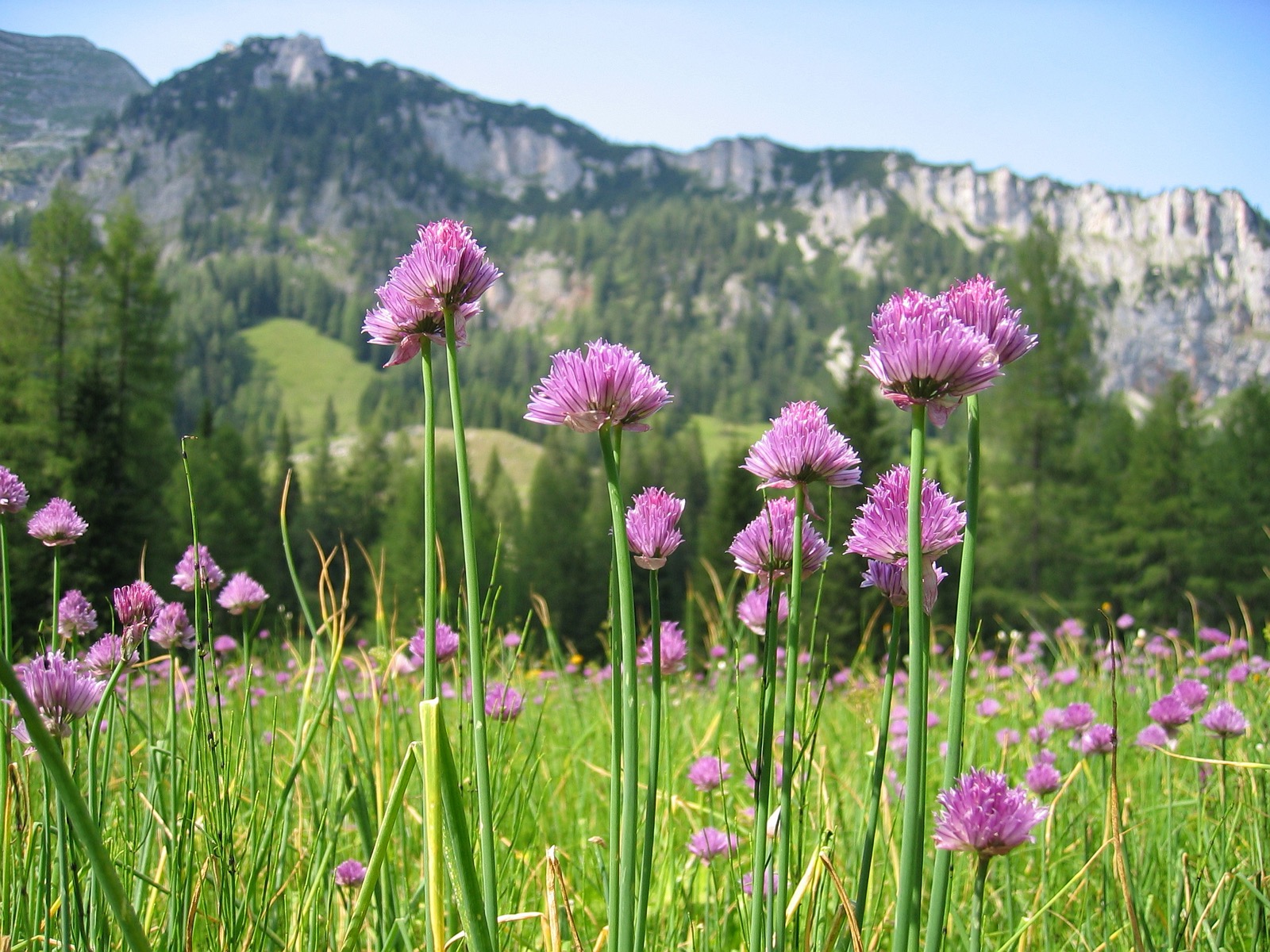 Foto von blühendem Schnittlauch mit lila Blüten