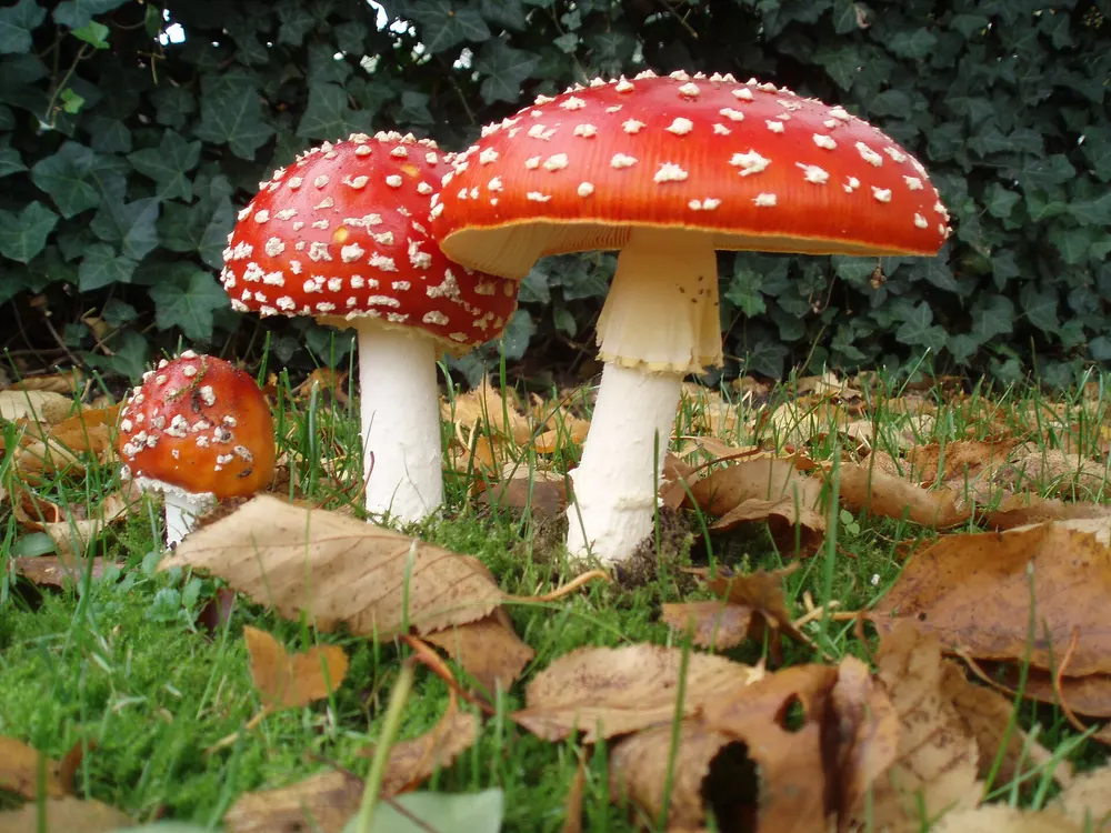 Drei Fliegenpilze mit leuchtend roten, weiss getupften Hüten in verschiedenen Reifestadien auf Waldboden.