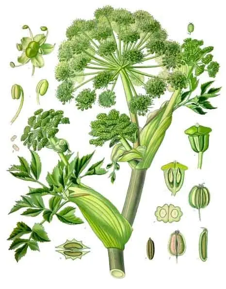 Botanische Tafel der Echten Engelwurz aus Köhlers Medizinal-Pflanzen