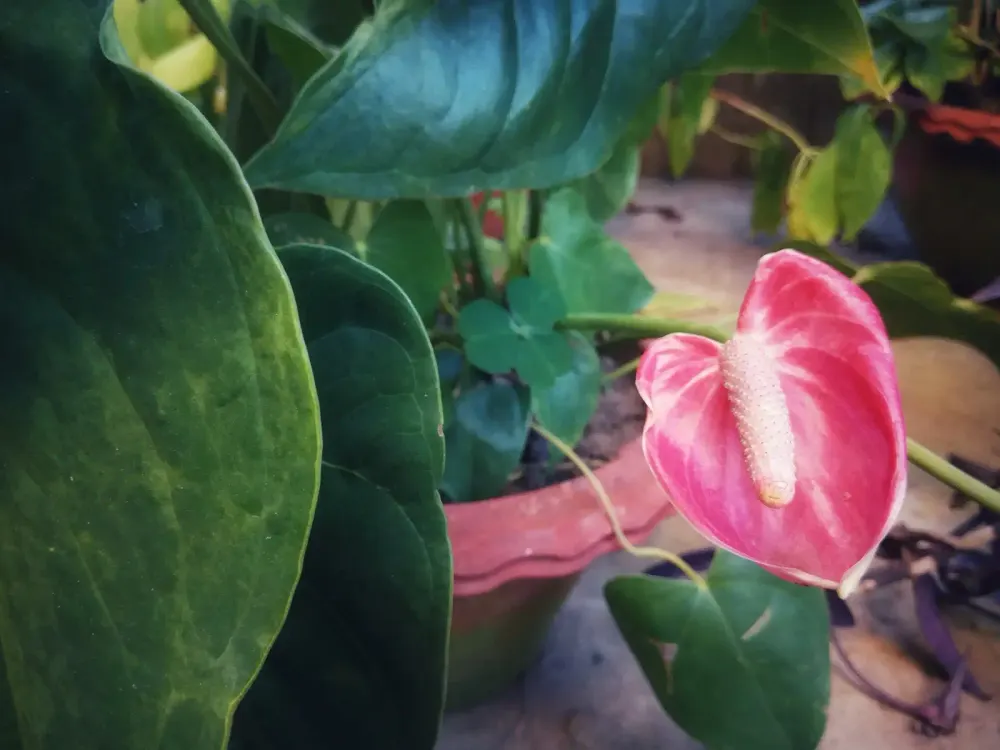 Foto von Anthurium andraeanum (Flamingoblume) mit roter Spatha