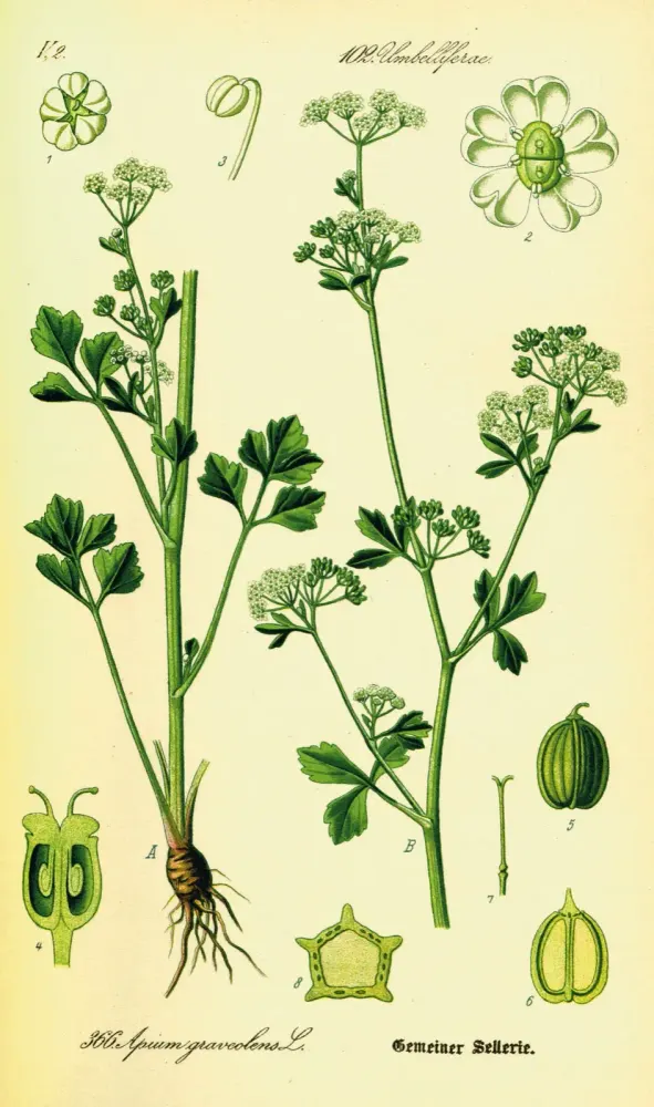 Foto von Echter Sellerie