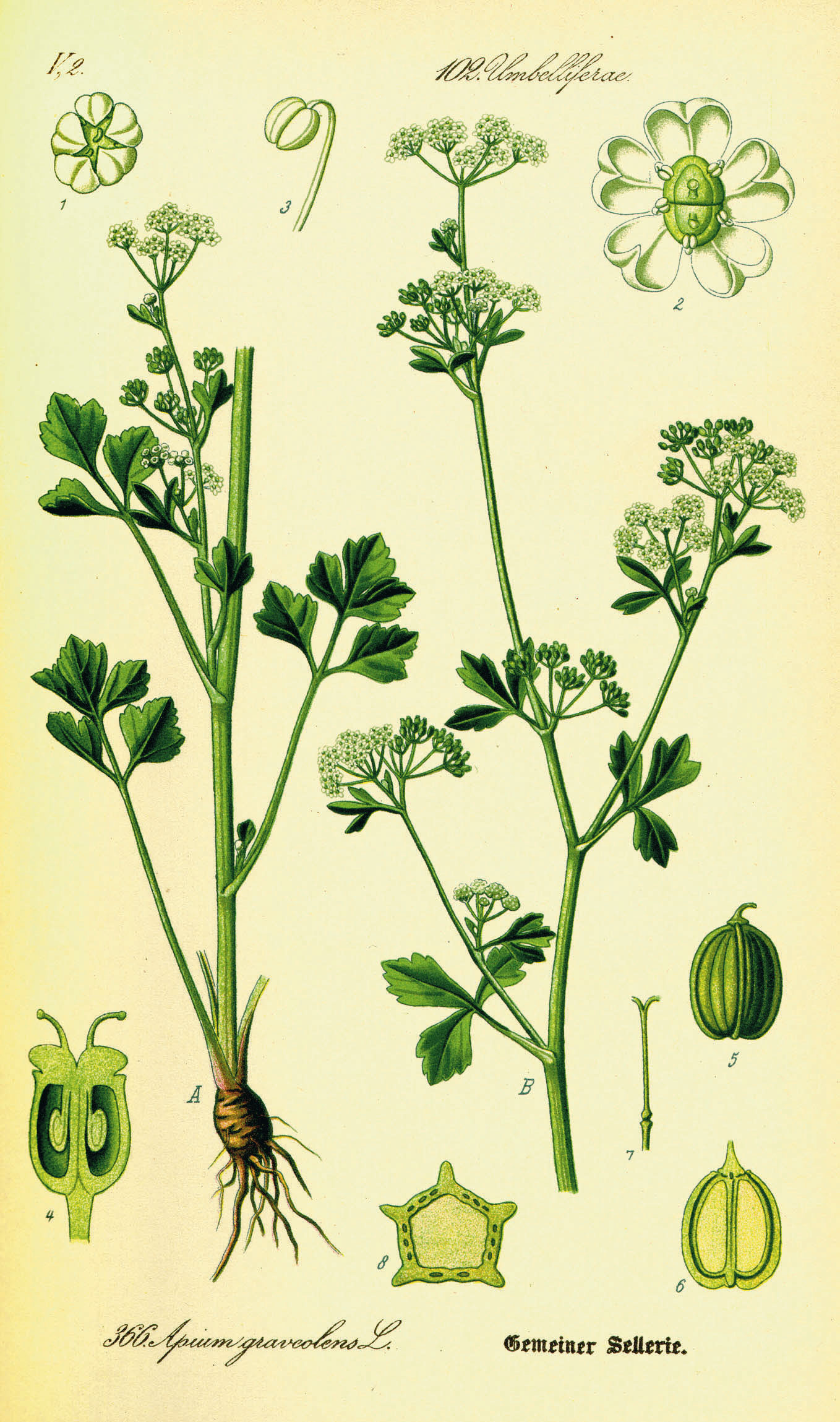 Foto von Echter Sellerie