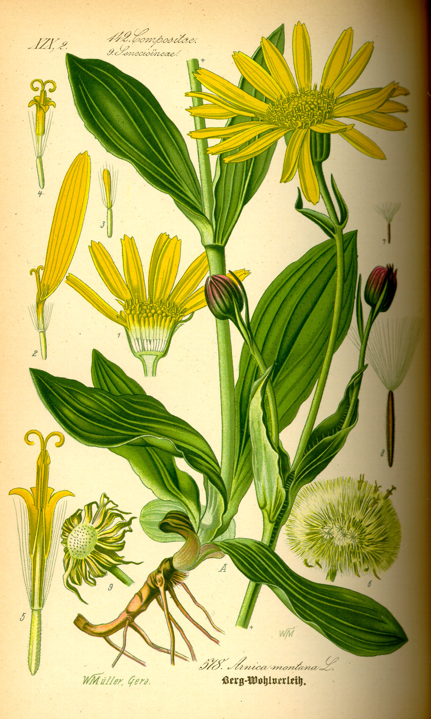 Gelb-orange Strahlenblüte der Arnika auf Bergwiese