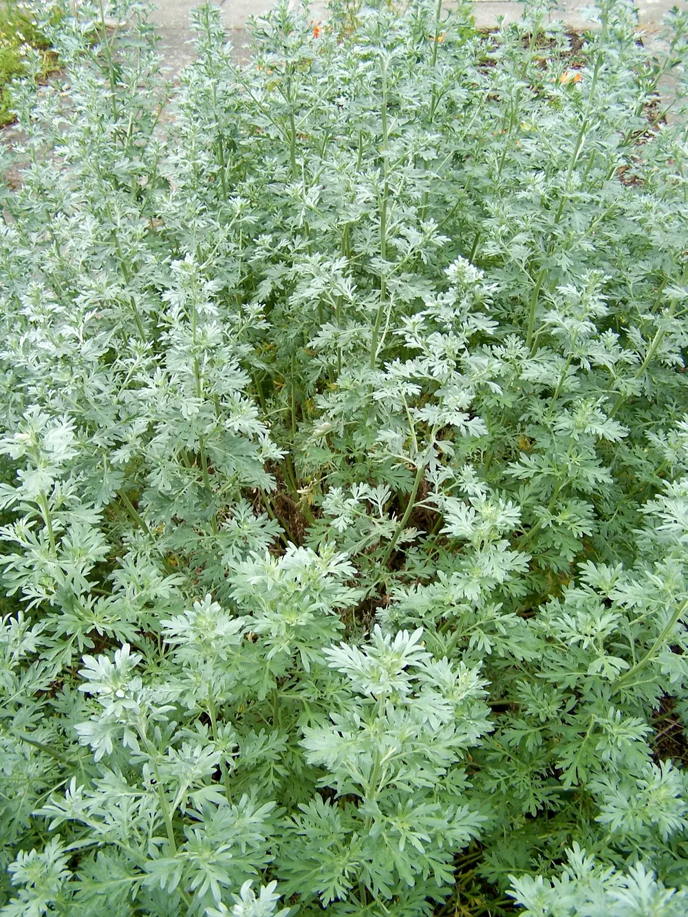 Blühende Wermutpflanze (Artemisia absinthium) mit silbrig-grauem Laub und gelblichen Blütenköpfchen.