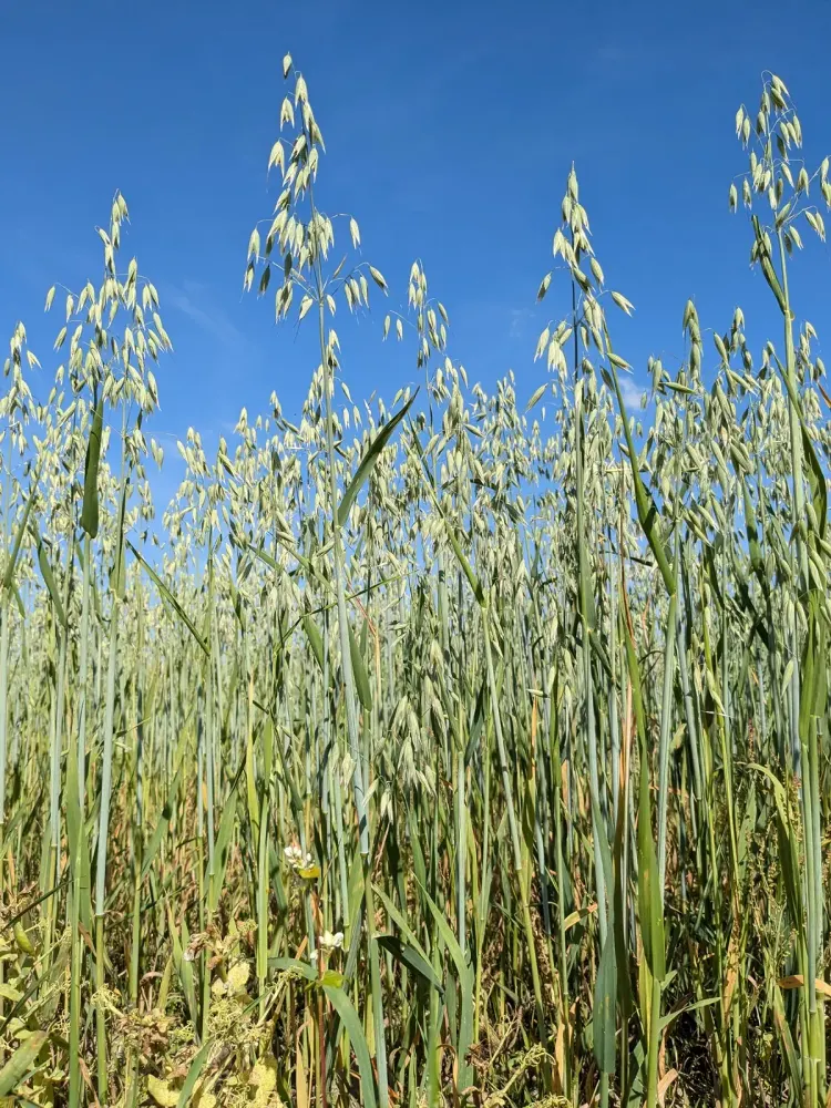 Foto von Saat-Hafer