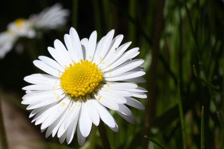 Foto von Gänseblümchen