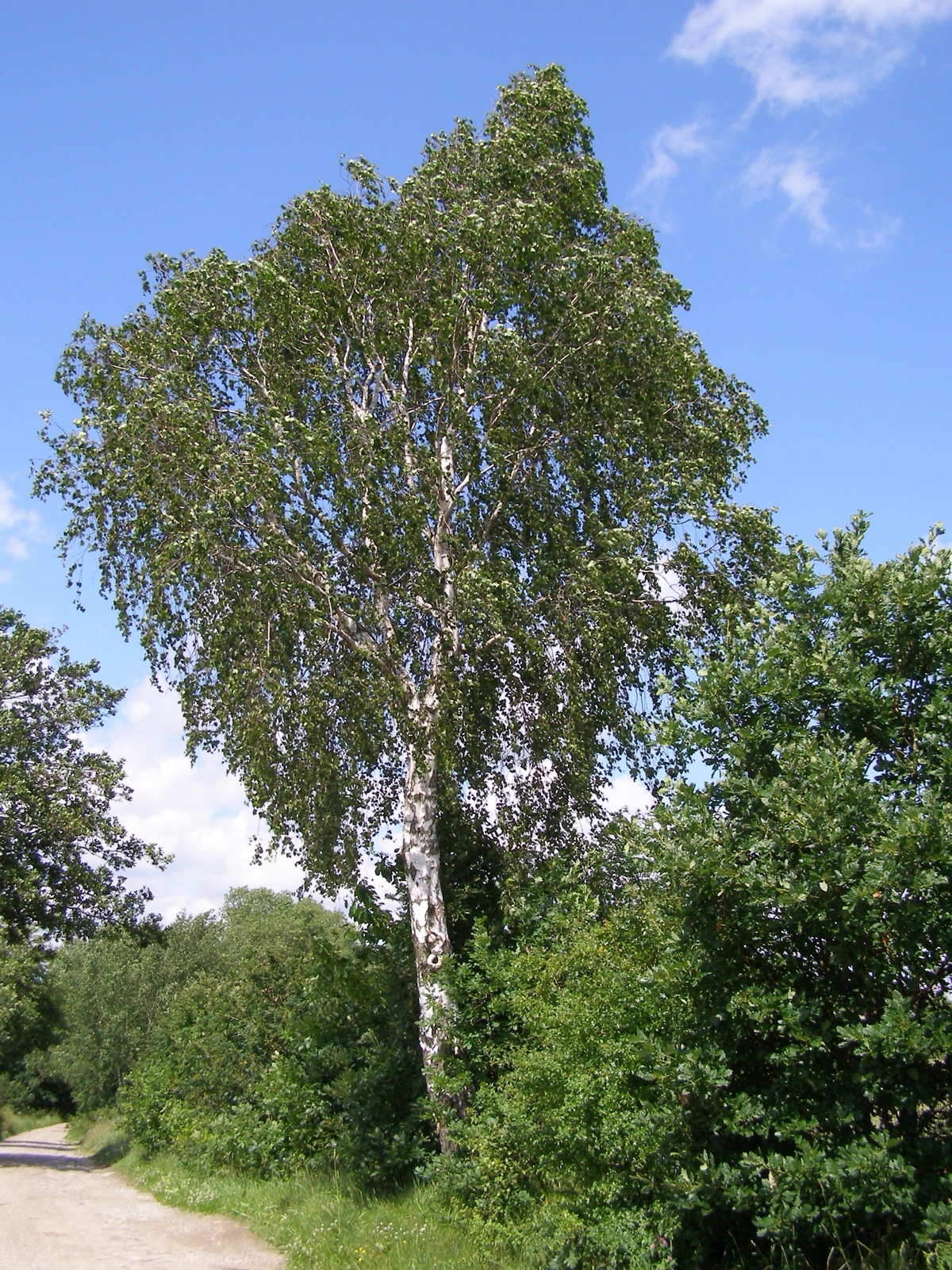Foto von Hänge-Birke
