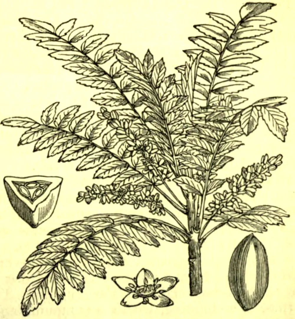 Historische botanische Tafel von Boswellia serrata (Indischer Weihrauch) mit belaubtem Zweig, Blüten und Fruchtdetails