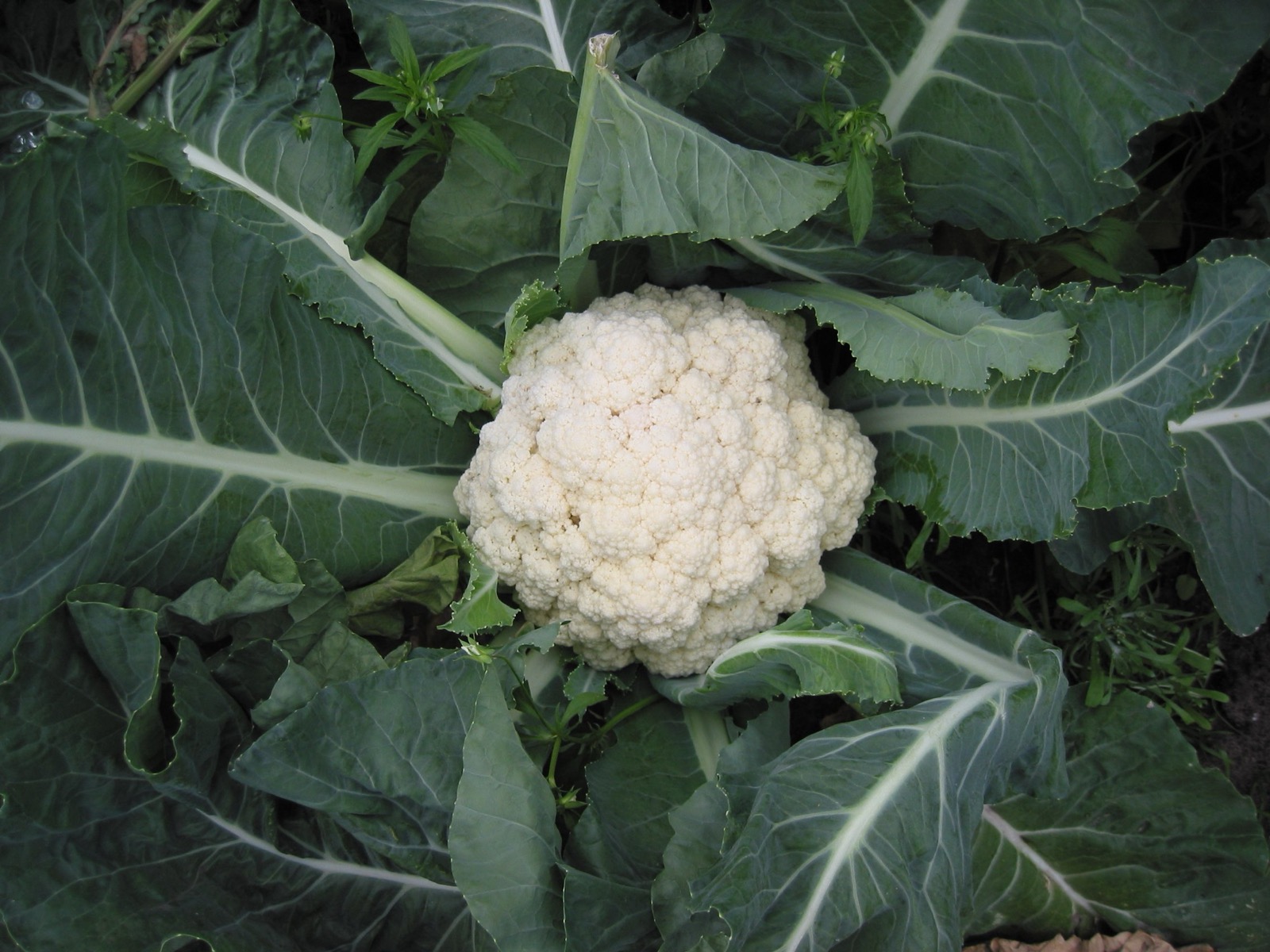 Foto von Blumenkohl