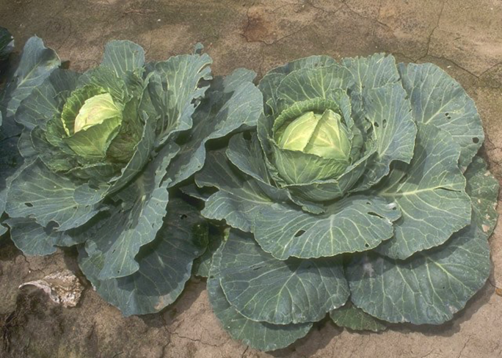 Foto von Weißkohl