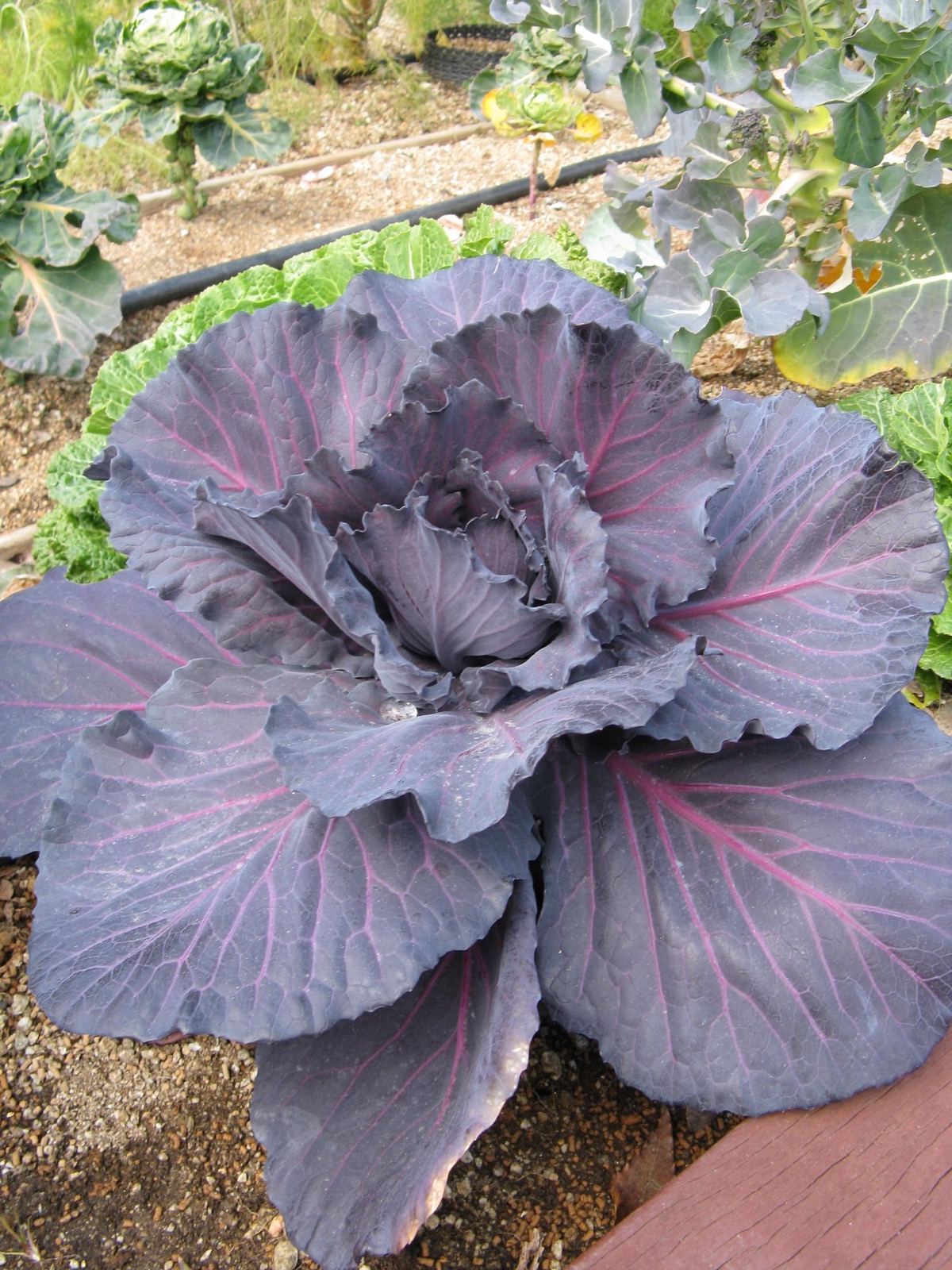Foto von Rotkohl