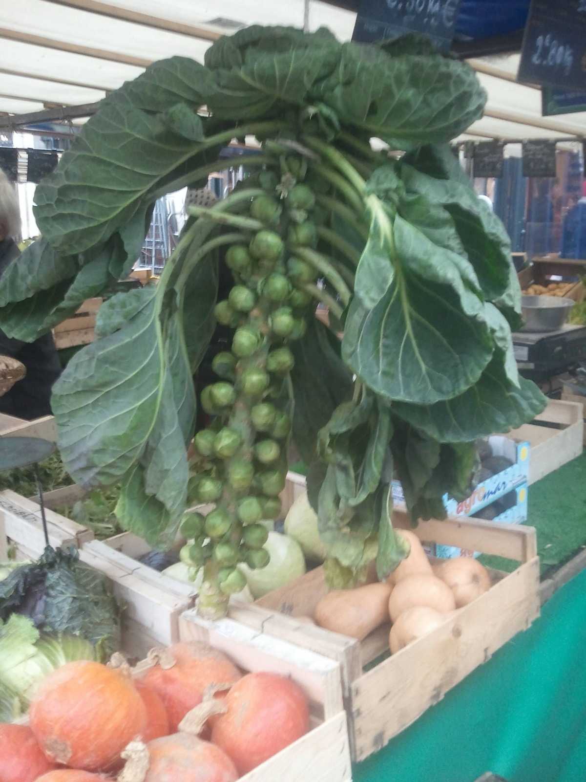 Foto von Rosenkohl