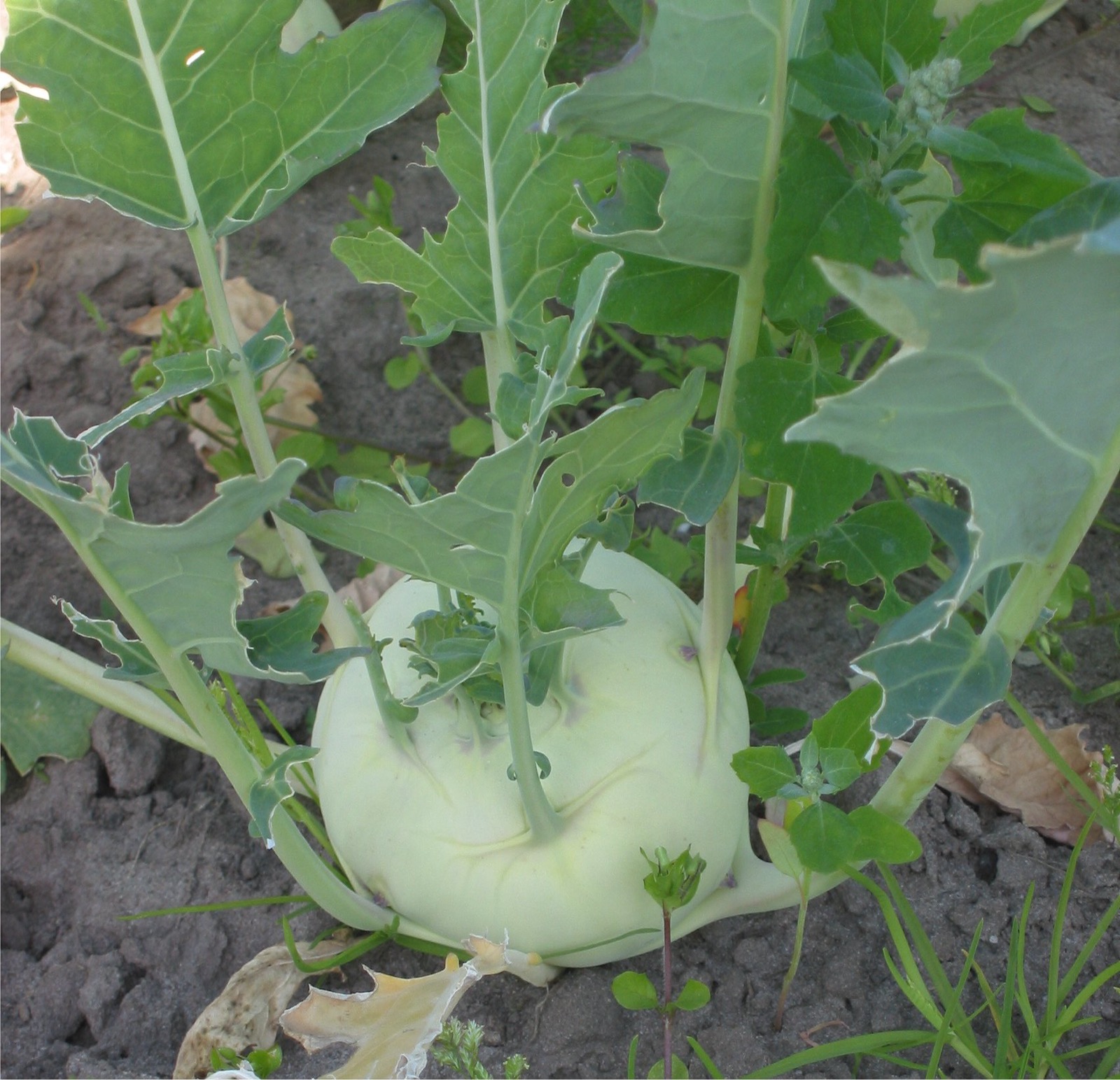 Foto von Kohlrabi