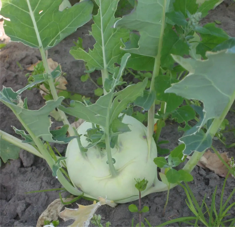 Foto von Kohlrabi