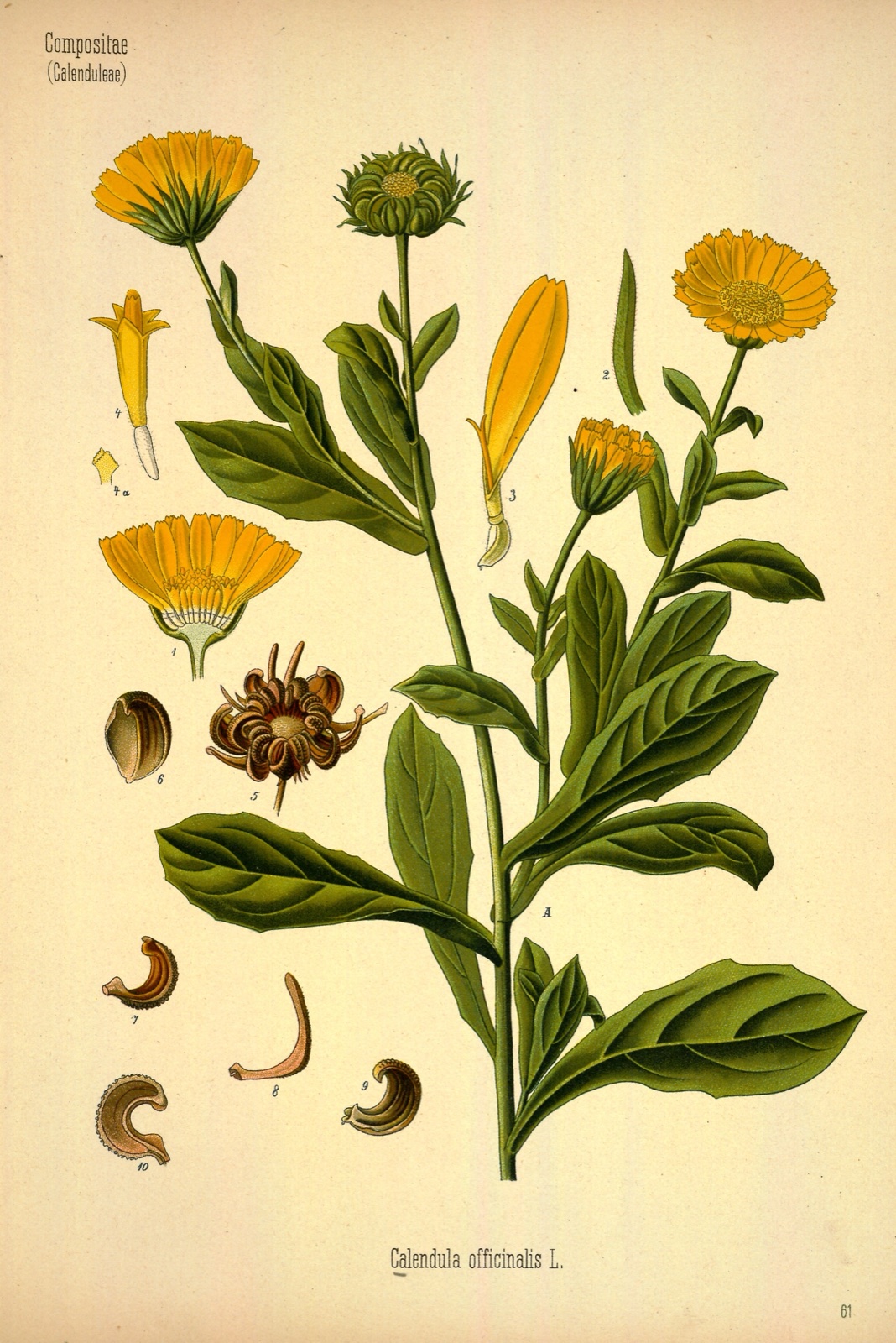 Foto von Ringelblume