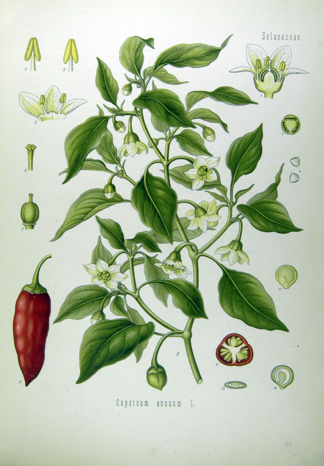Foto von Paprika