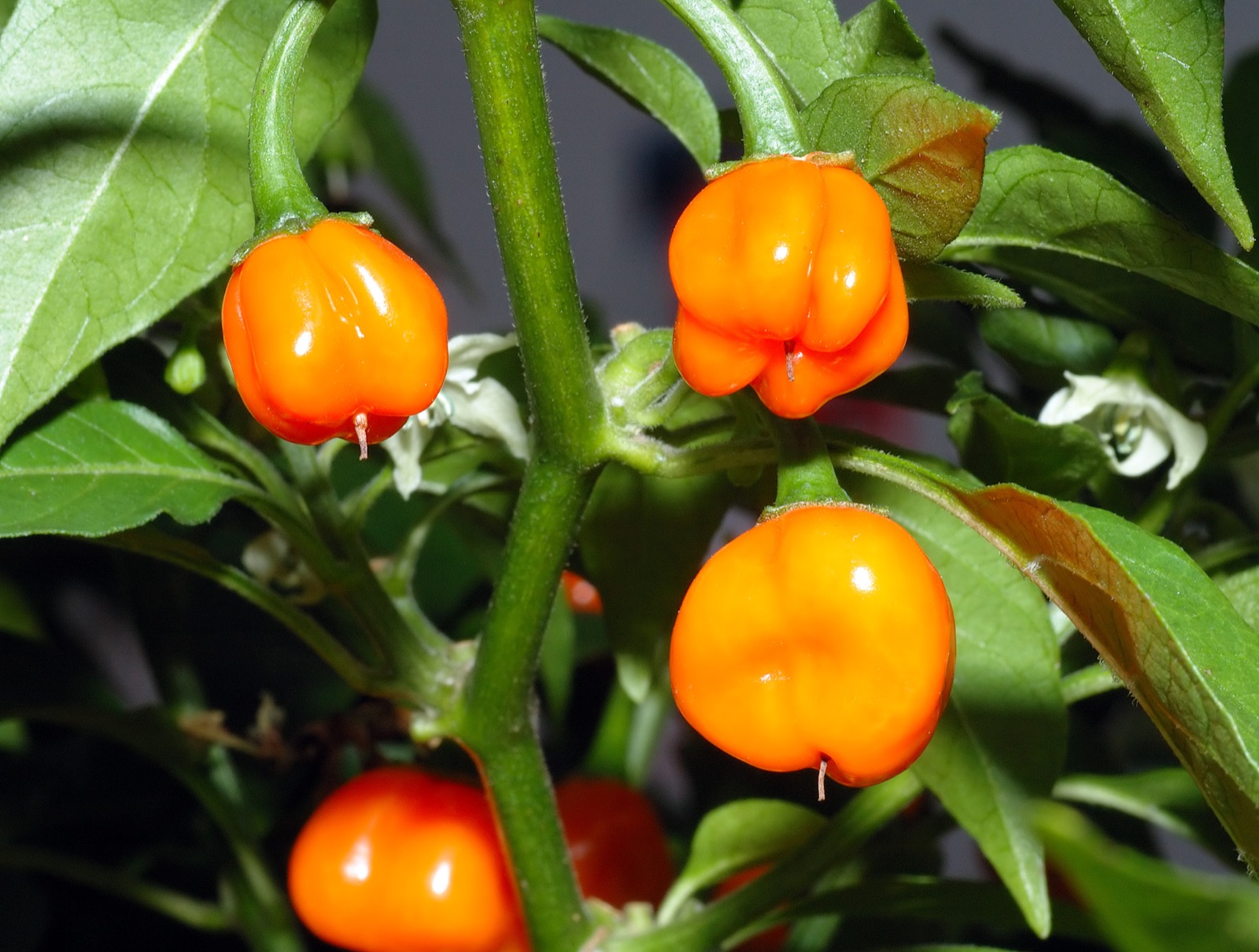 Foto von Capsicum chinense