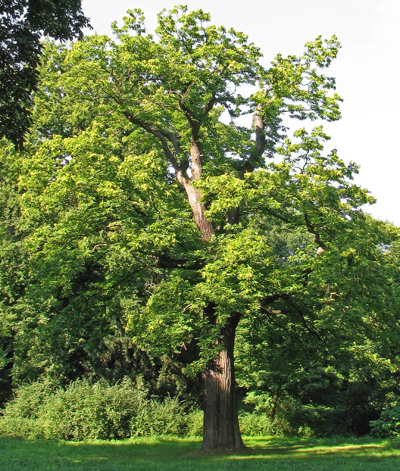 Foto von Edelkastanie
