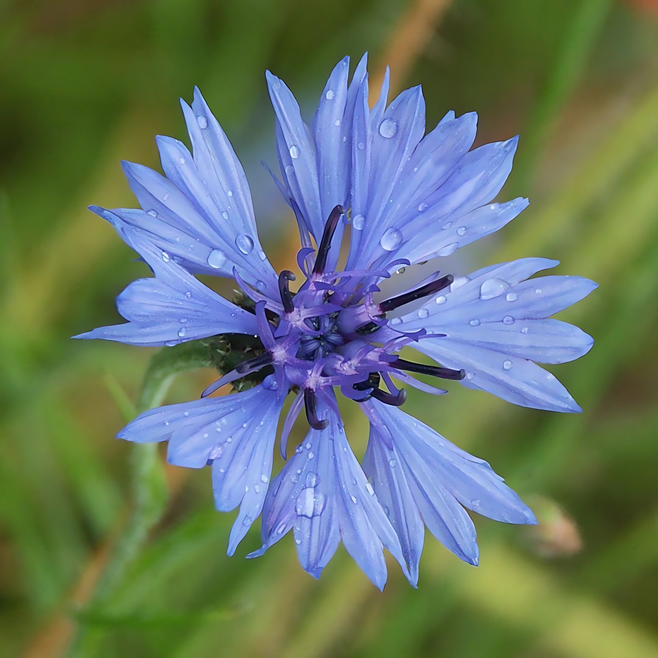 Foto von Kornblume