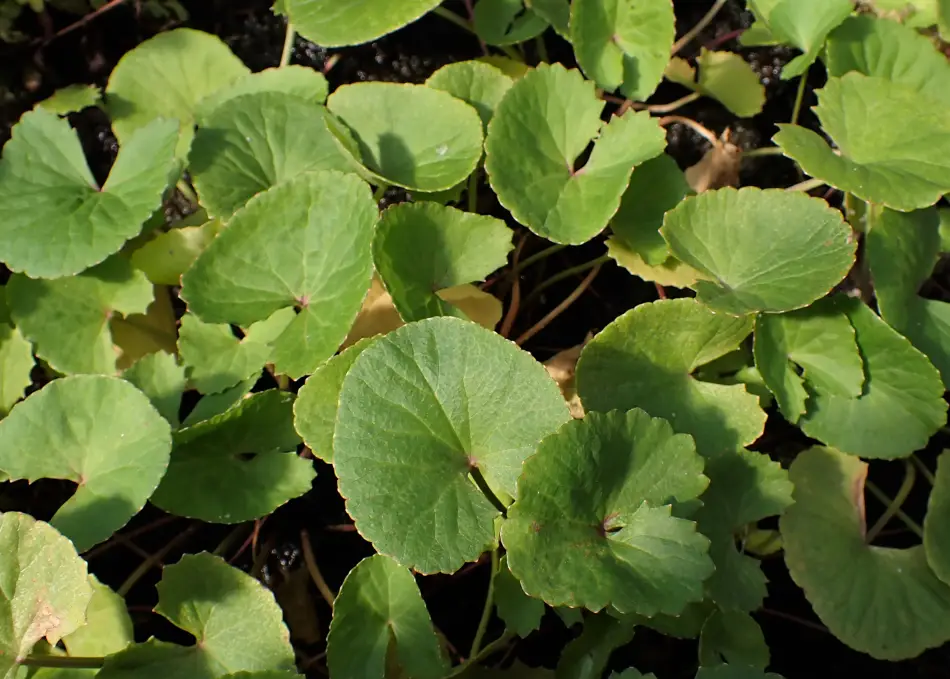 Fächer- bis nierenförmige Blätter des Indischen Wassernabels (Centella asiatica)