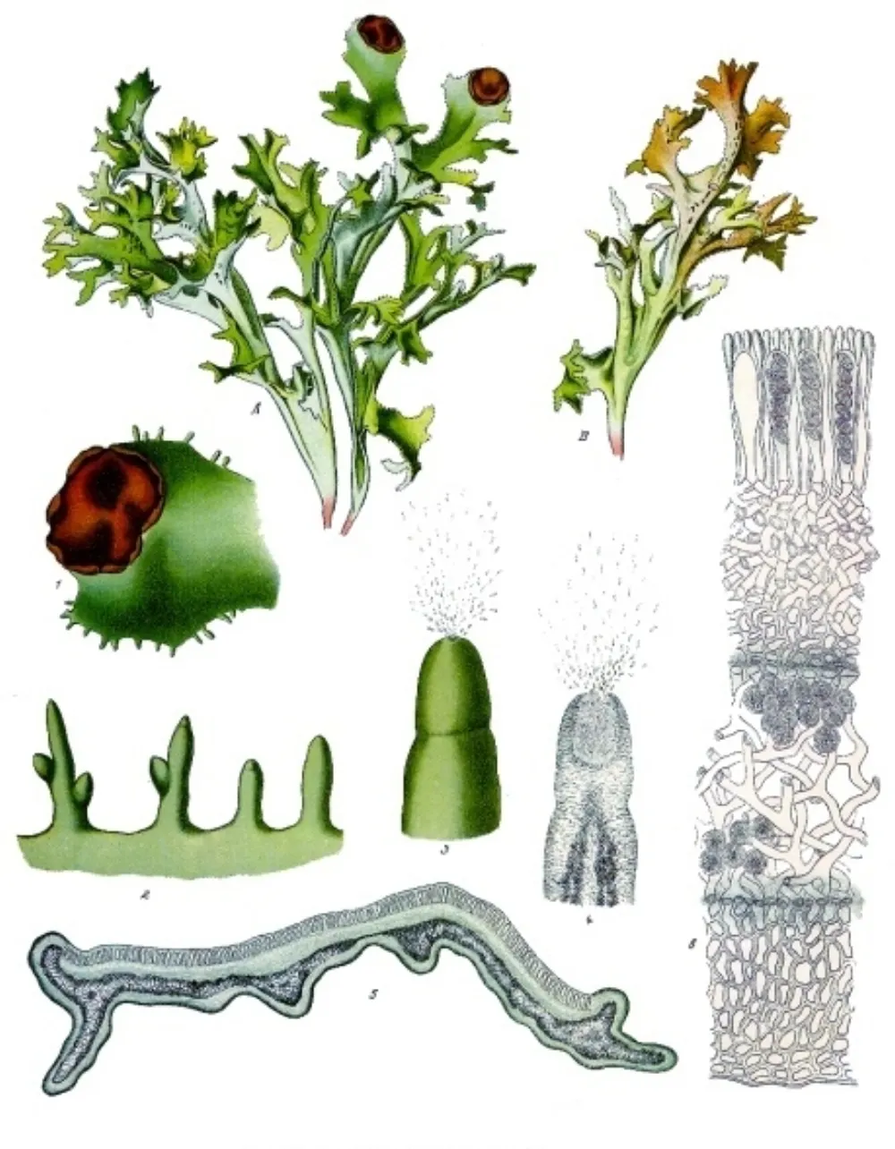 Historische botanische Farbtafel des Isländischen Mooses (Cetraria islandica) aus Köhlers Medizinal-Pflanzen mit dem strauchig gegabelten, rinnig-blattartigen Flechten-Lagerkörper