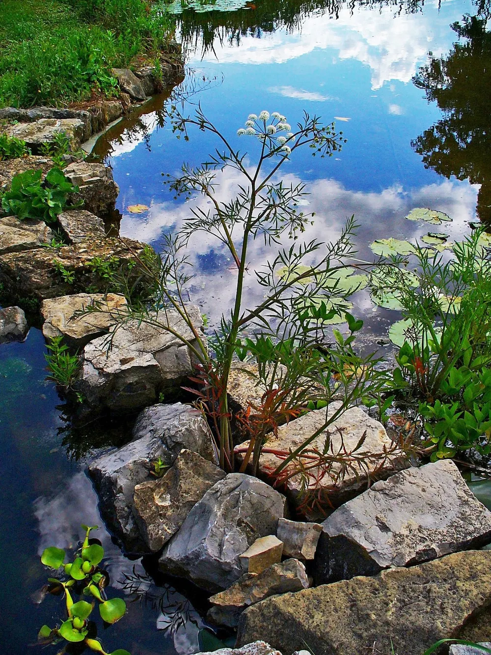 Weiße Doldenblüten und gefiederte Blätter des Wasserschierlings (Cicuta virosa).