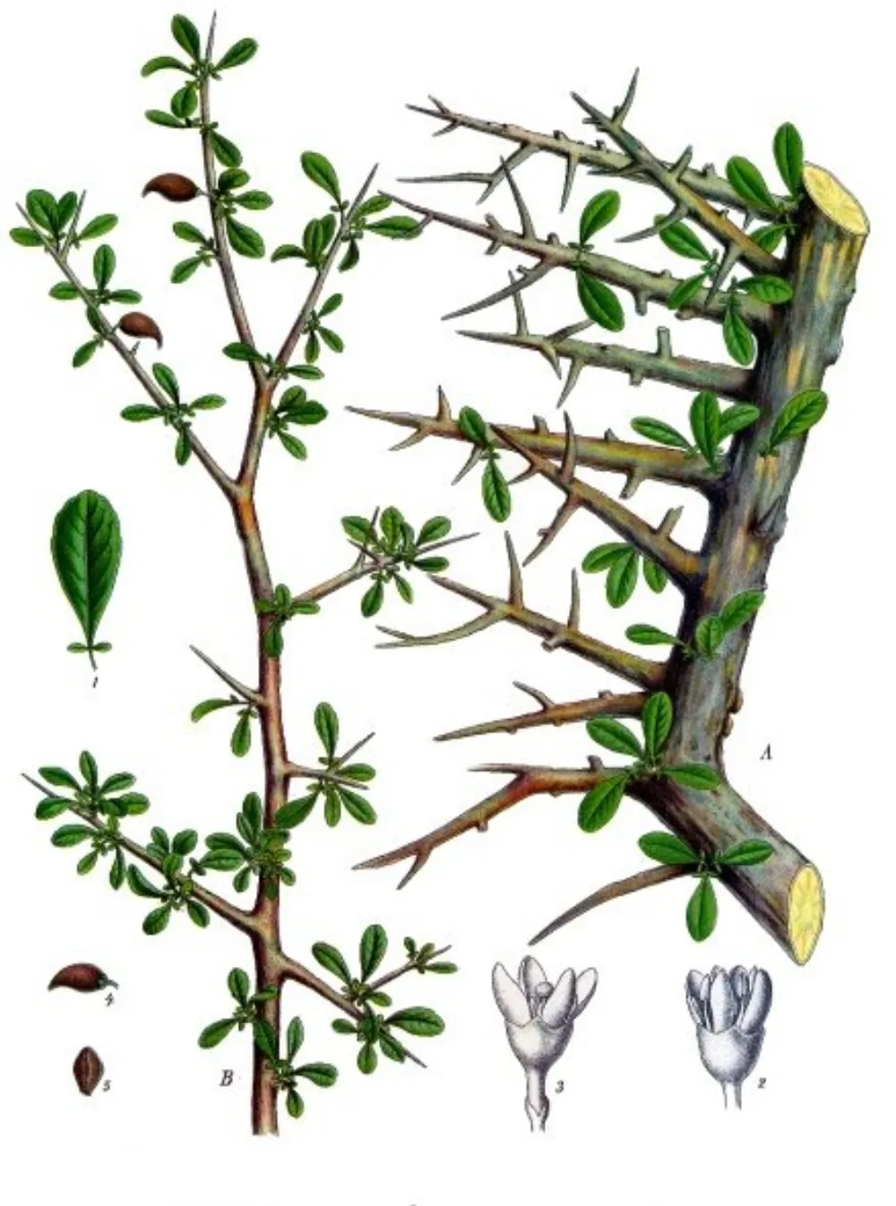 Botanische Tafel der Myrrhe (Commiphora myrrha) aus Köhlers Medizinal-Pflanzen von 1897, mit beblättertem Zweig, Blüten und Früchten.