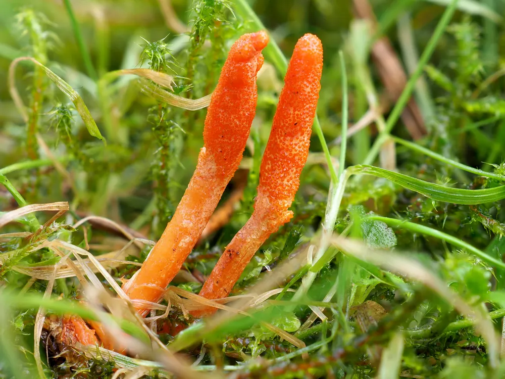 Orangerote, keulenförmige Fruchtkörper von Cordyceps militaris