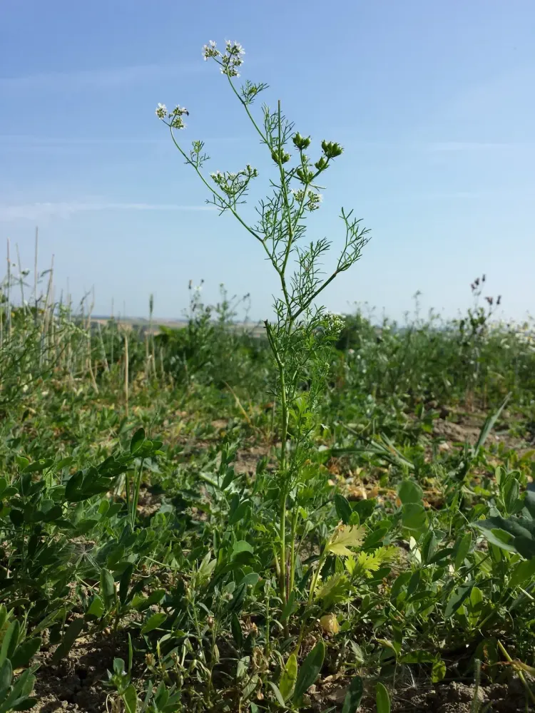 Foto von Echter Koriander