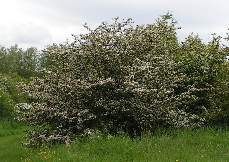 Foto von Eingriffeliger Weißdorn