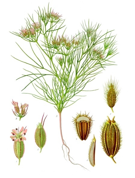 Foto von Kreuzkümmel