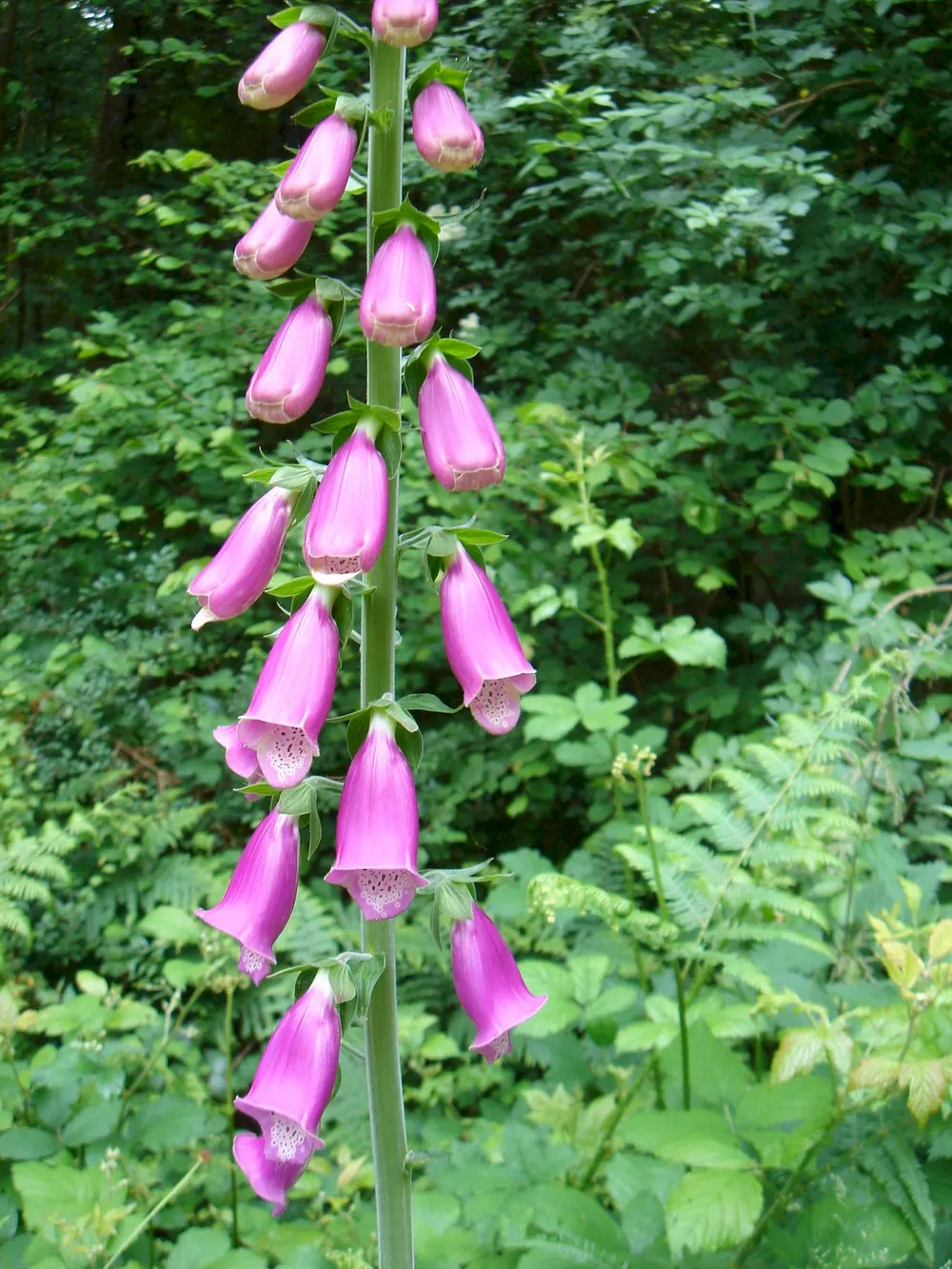 Blühender Roter Fingerhut (Digitalis purpurea) mit purpurnen Blüten im Wald.