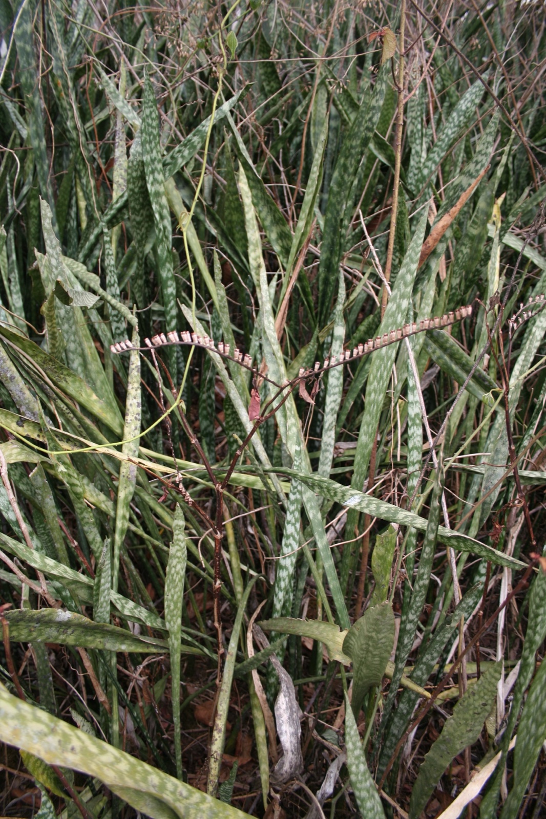 Foto von Sansevieria