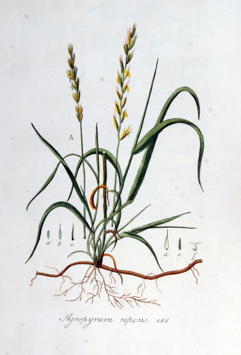 Historische botanische Farbtafel der Kriechenden Quecke (Elymus repens, syn. Agropyron repens) mit Halm, Ähre und kriechendem Rhizom.