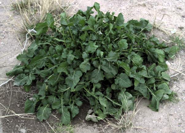 Foto von Rucola