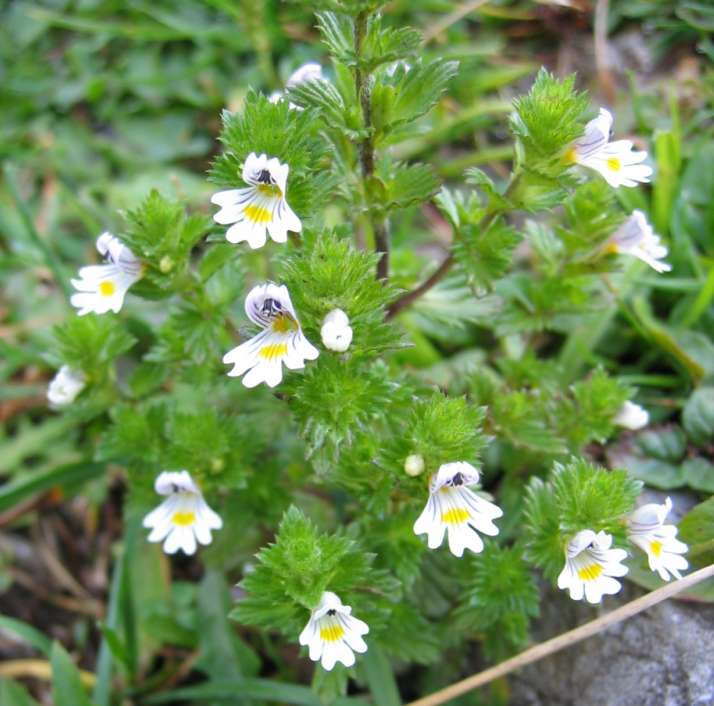 Kleine weiße Blüten des Augentrosts mit gelben und violetten Zeichnungen
