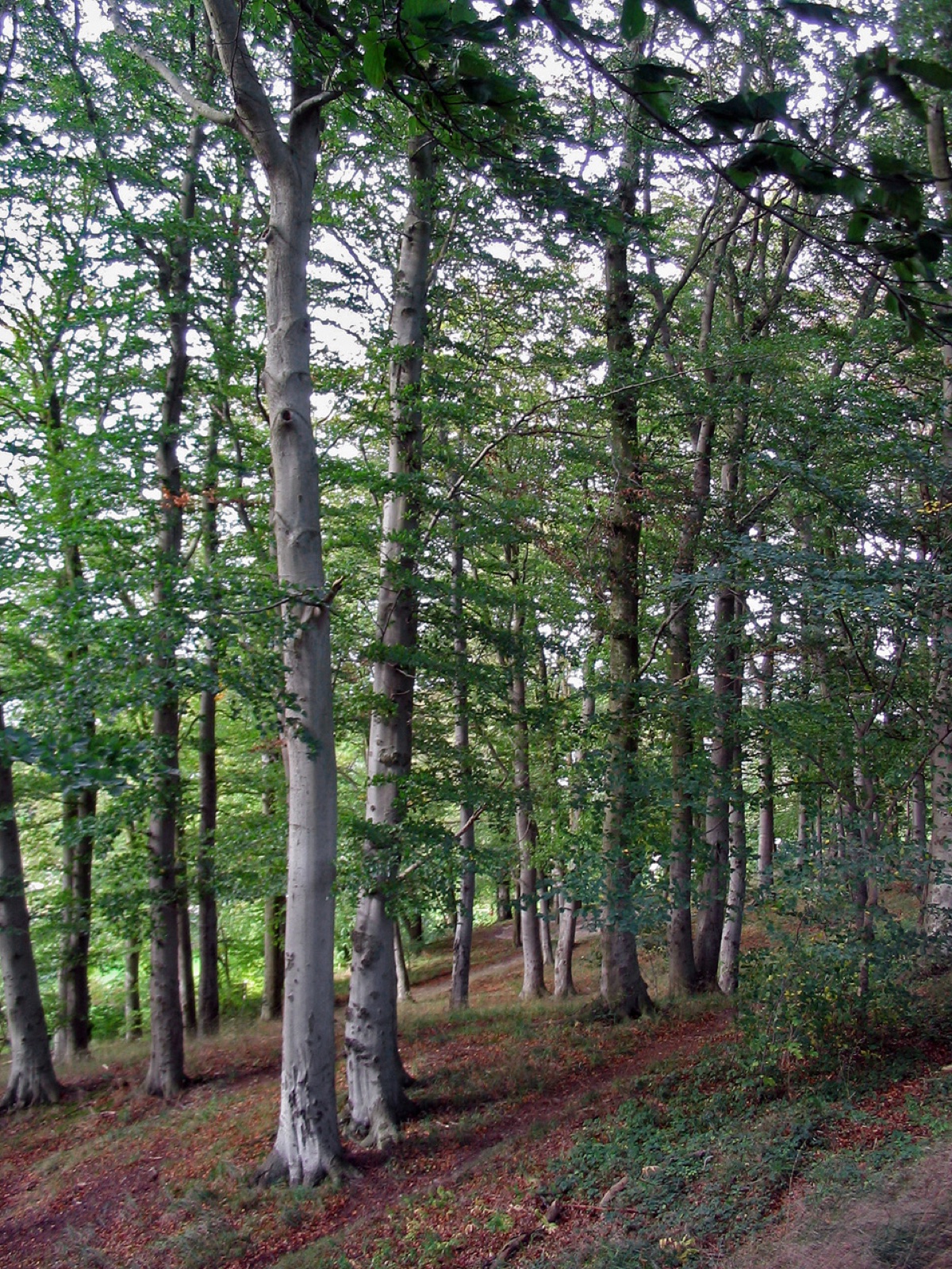 Foto von Rotbuche