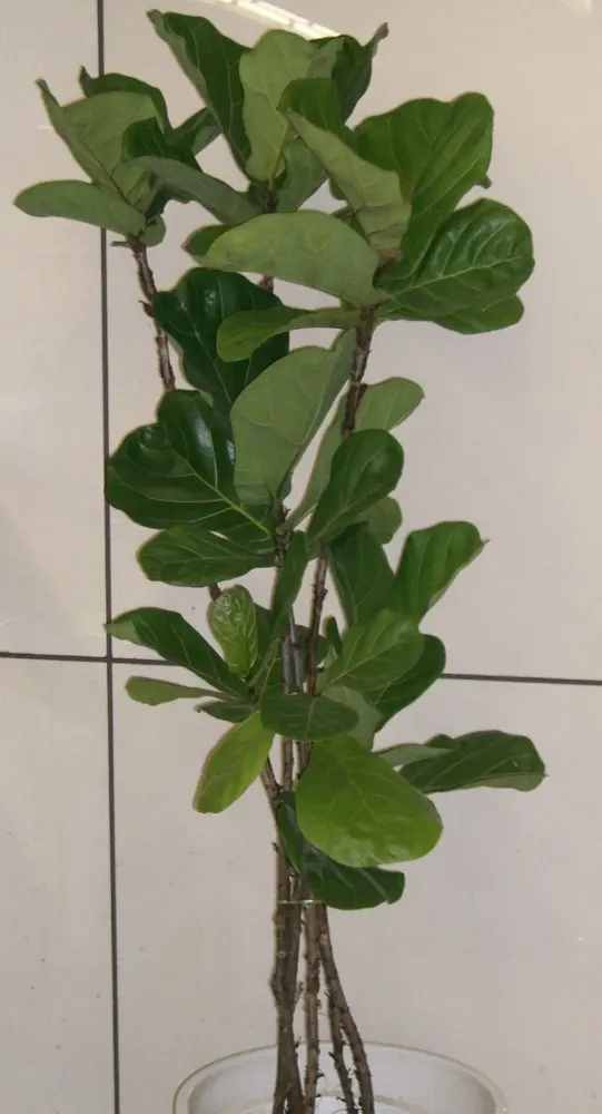 Foto von Ficus lyrata (Geigenfeige) als Zimmerpflanze