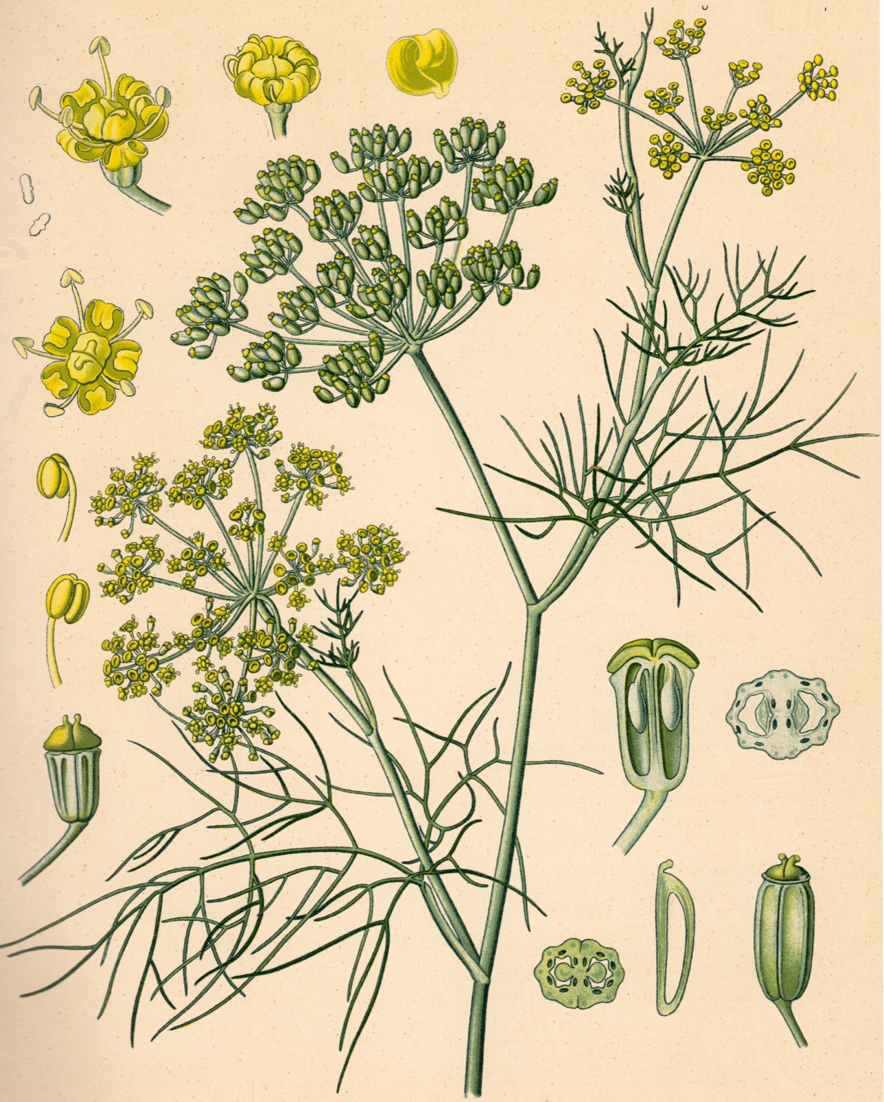 Foto von Fenchel