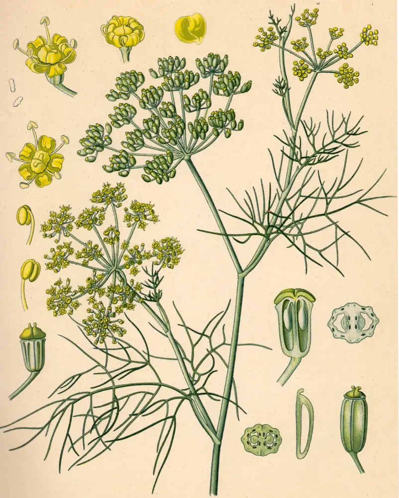 Foto von Fenchel