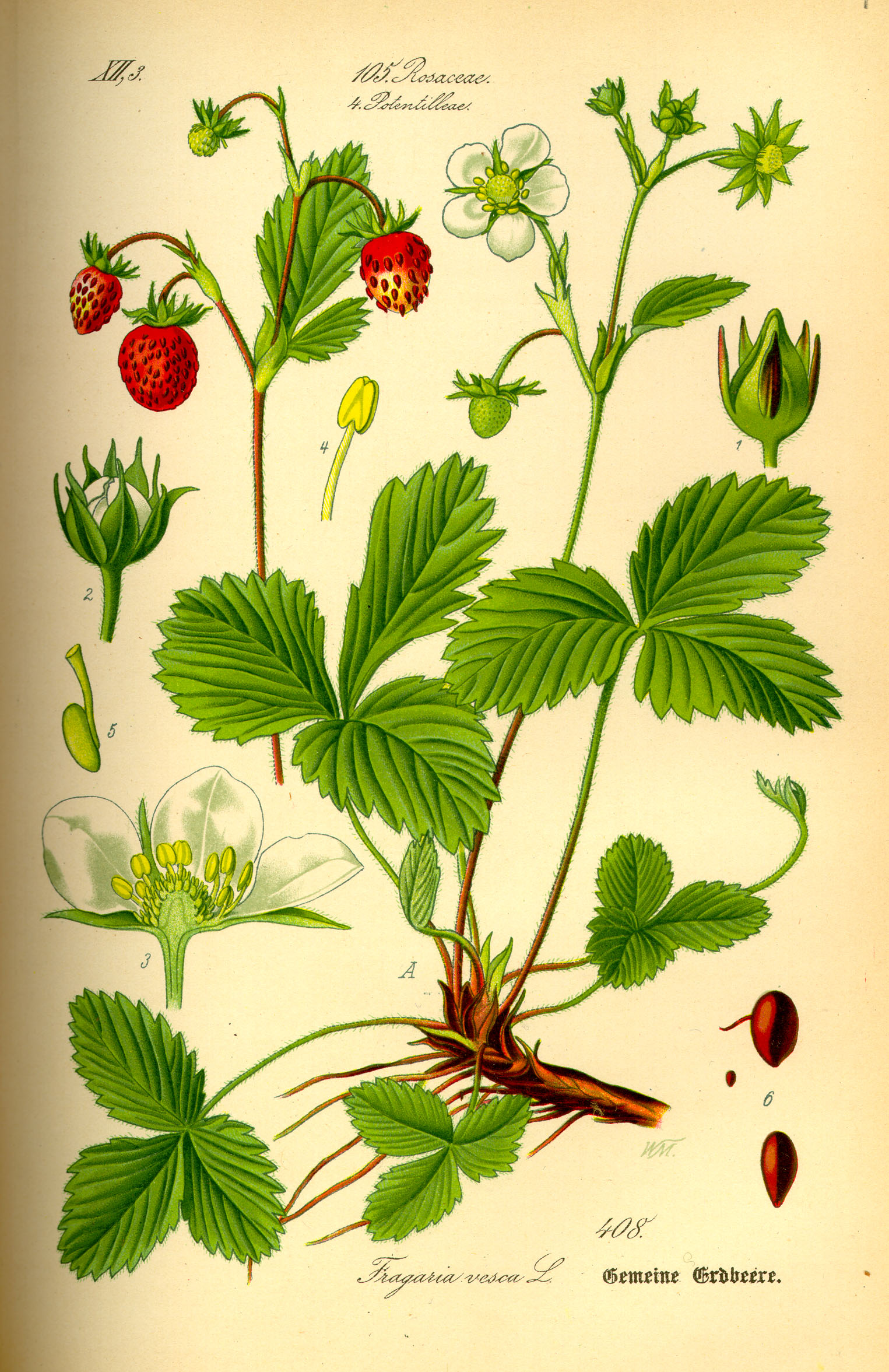 Foto von Wald-Erdbeere