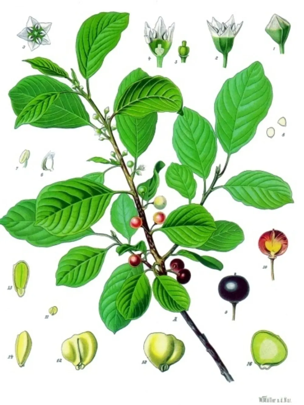 Botanische Illustration des Faulbaums mit blühendem Zweig, Früchten und Blütendetails