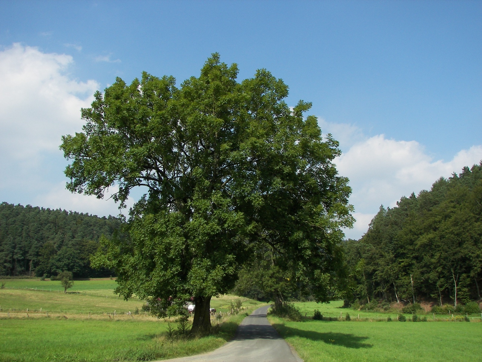 Foto von Gemeine Esche