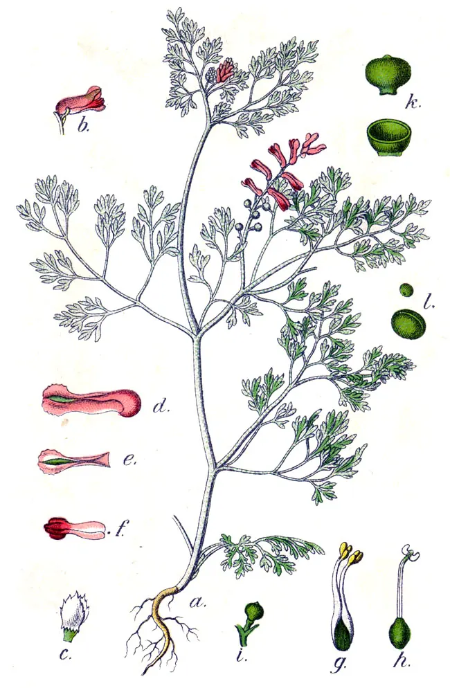 Botanische Tafel des Gewöhnlichen Erdrauchs (Fumaria officinalis) von Jacob Sturm mit Blüten, gefiederten Blättern und Wurzel.