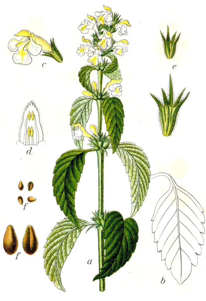 Botanische Tafel des Saat-Hohlzahns (Galeopsis segetum) von Jacob Sturm, 1796, mit gelben Blüten und behaarten Blättern.